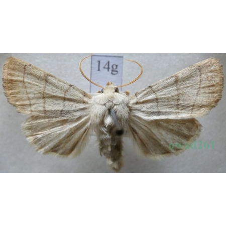 Charanyca trigrammica (Hufnagel, 1766) Światłówka potrójnica Czech14g